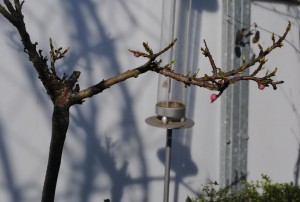 Pfirsichbaumblüten im Februar