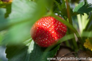 Die ersten Erdbeeren