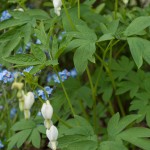 Weißes Tränendesherz