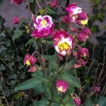 Akelei, Zigeunerglocke, Narrenkappe, Taubenblume, Elfenhandschuh oder auch Venuswagen