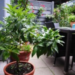 Terasse im Sommer 2014