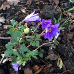 anemonbe blanda Windrösschen