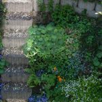 Hang in voller Blüte