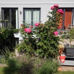 Garten im Sommer 2015