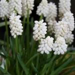 Weiße Traubenhyazinthen