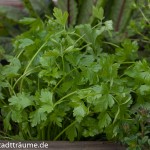 Glatte Petersilie