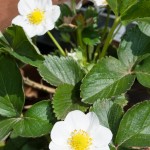 Erdbeerpflanze mit Blüten