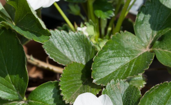 Erdbeerpflanze mit Blüten