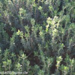 Thymian