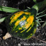 Kürbis noch kleiner Hokkaido