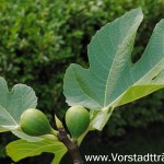 Feigenbaum mit Feigen