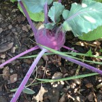 Roter Kohlrabi