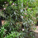Oleander