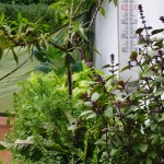 Brücke im Herbst 2015