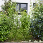 Vorgarten gemischte Hecke