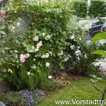 Vorgarten Sicht Richtung Straße
