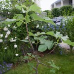 Vorgarten die Feige in der Mitte