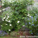 Vorgarten Beet mit Kletterrosen