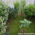 Vorgarten Juni 2016