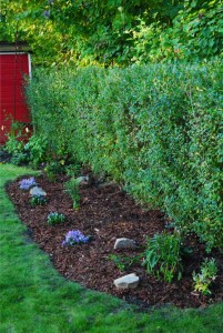 Beet-mit-ersten-Pflanzen-2