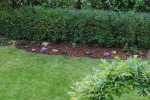 Beet-mit-ersten-Pflanzen