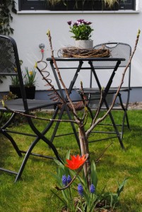 Der Feigenbaum als Mittelpunkt des Vorgartens im April 2015