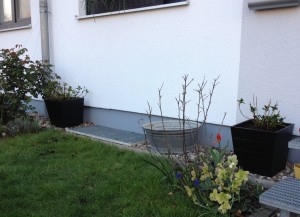 Beet mit Sternmagnolie an der Treppe zum Eingang