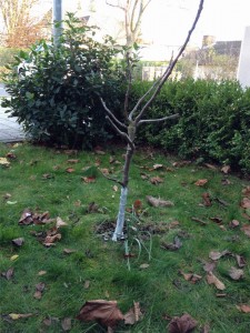 Feigenbaum mit Anstrich