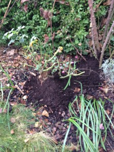 Rose mit Erde als Winterschutz