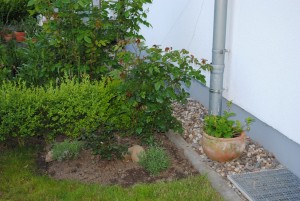 Das Beet mit Kletterrose zur Begrünung des Regenrohres