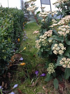 Unterpflanzte Hecke mit Krokussen