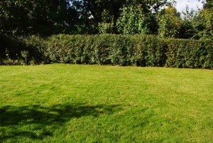 Hier soll ein neues Beet entstehen