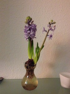 Blaue-Hyazinthe 12.Januar: Die ersten Blühten und es duftet