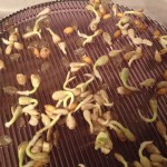 Sonnenblumkerne nach 2 Tagen