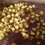 Mungobohnen nach 2 Tagen