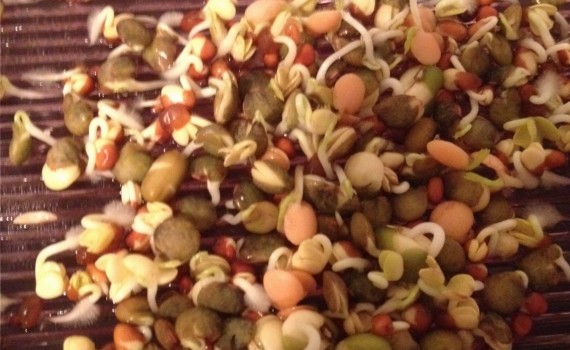 Sprossenmix nach 2 Tagen