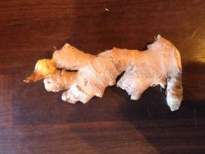 Ingwerwurzel mit Spross