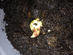 Knapp mit Erde bedeckte Wurzel