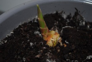 Ingwerspross nach 2 Wochen in der Erde.