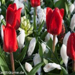 Rote Tulpen und weiße Krokusse