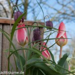 Tulpen und Schachbrettblumen