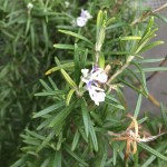 Rosmarin im Februar 2016