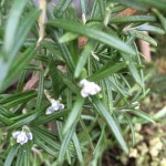 Rosmarin im Februar 2016