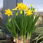 Osterglocken auf der Fensterbank