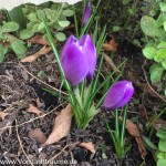 Lila Krokusse