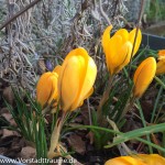 Orange Krokusse
