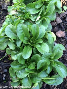 Feldsalat den ganzen Winter über