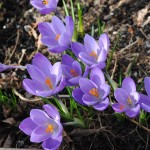 Krokusse unter dem Pfirischbaum