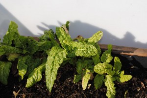 Mangold das ganze Jahr über