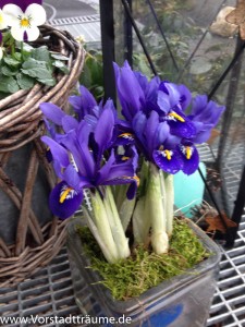 Mini Iris im Topf